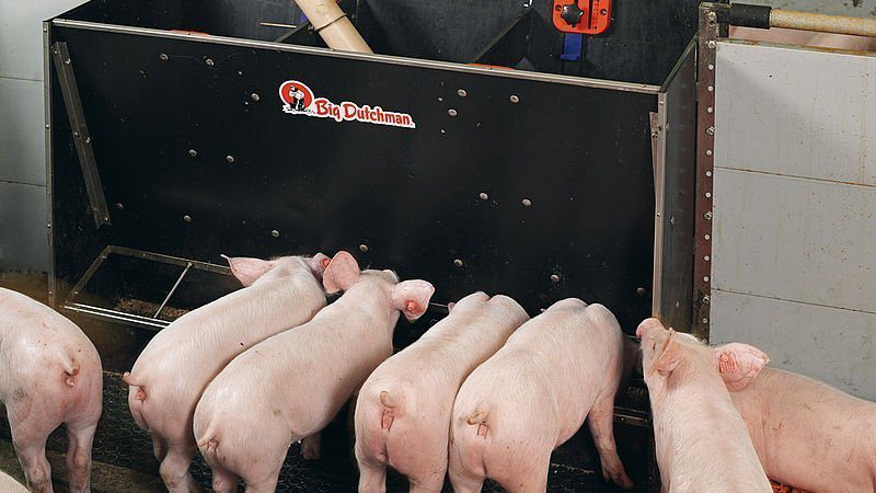 Piglet Feeder 1x4 Feeder Afrimash Com Nigeria