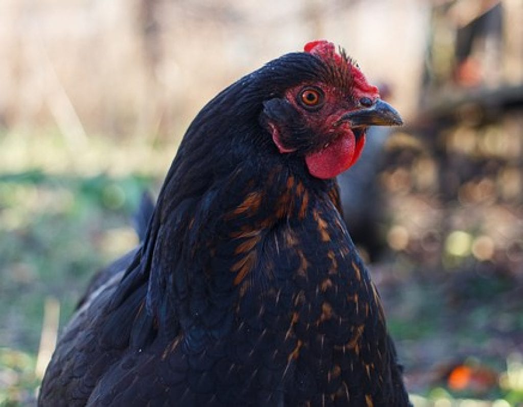 Day Old Black Pullets FolHope Hatcheries Afrimash Nigeria