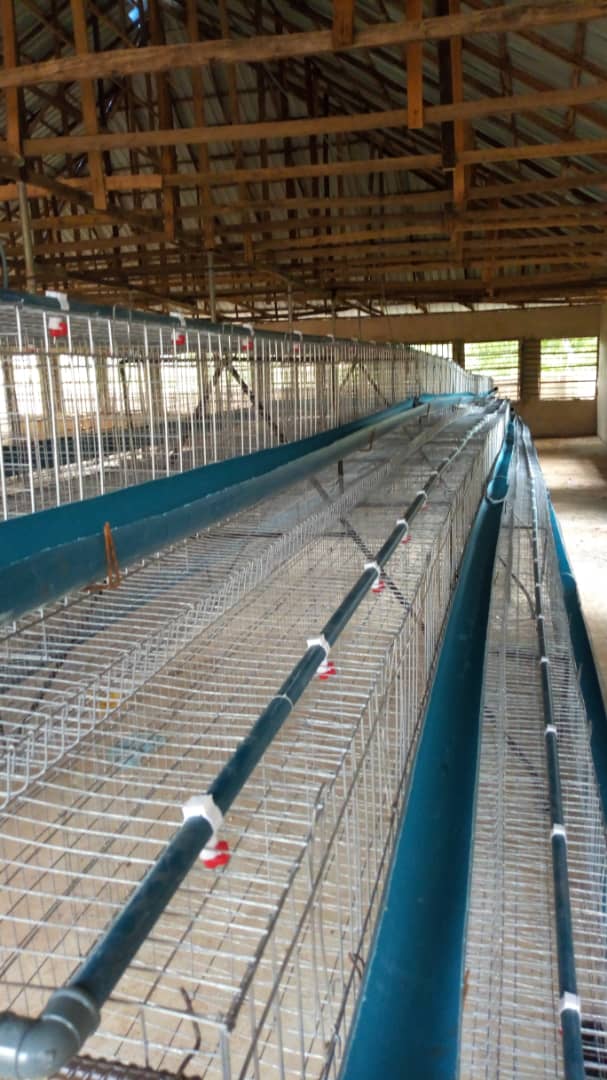 Pvc Feeder Trough For Battery Cages Afrimash Com Nigeria