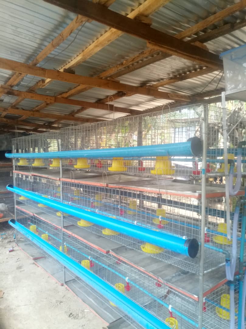 Broiler Battery Cages 3 Tiers 250 Chicks 126 Mature Birds Capacity