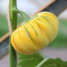 African Eggplant Treated Seeds Garden Egg Gueleward Biostim Protected Bakker Brothers Brand Afrimash Com Nigeria