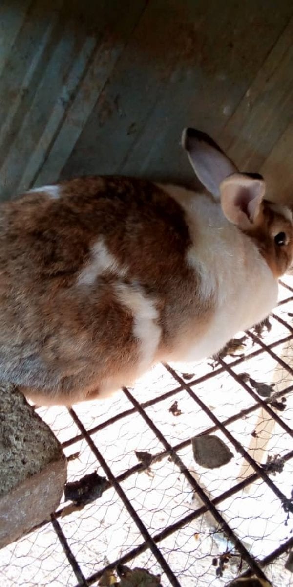 Buy Commercial Rabbits (Pure Breed Chinchillas 3 Females + 2 Males