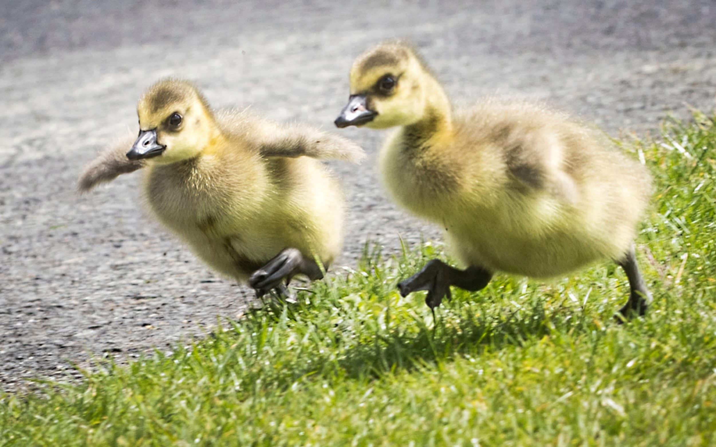 Goslings Baby Geese Day Old 1 Male 1Female Afrimash Nigeria