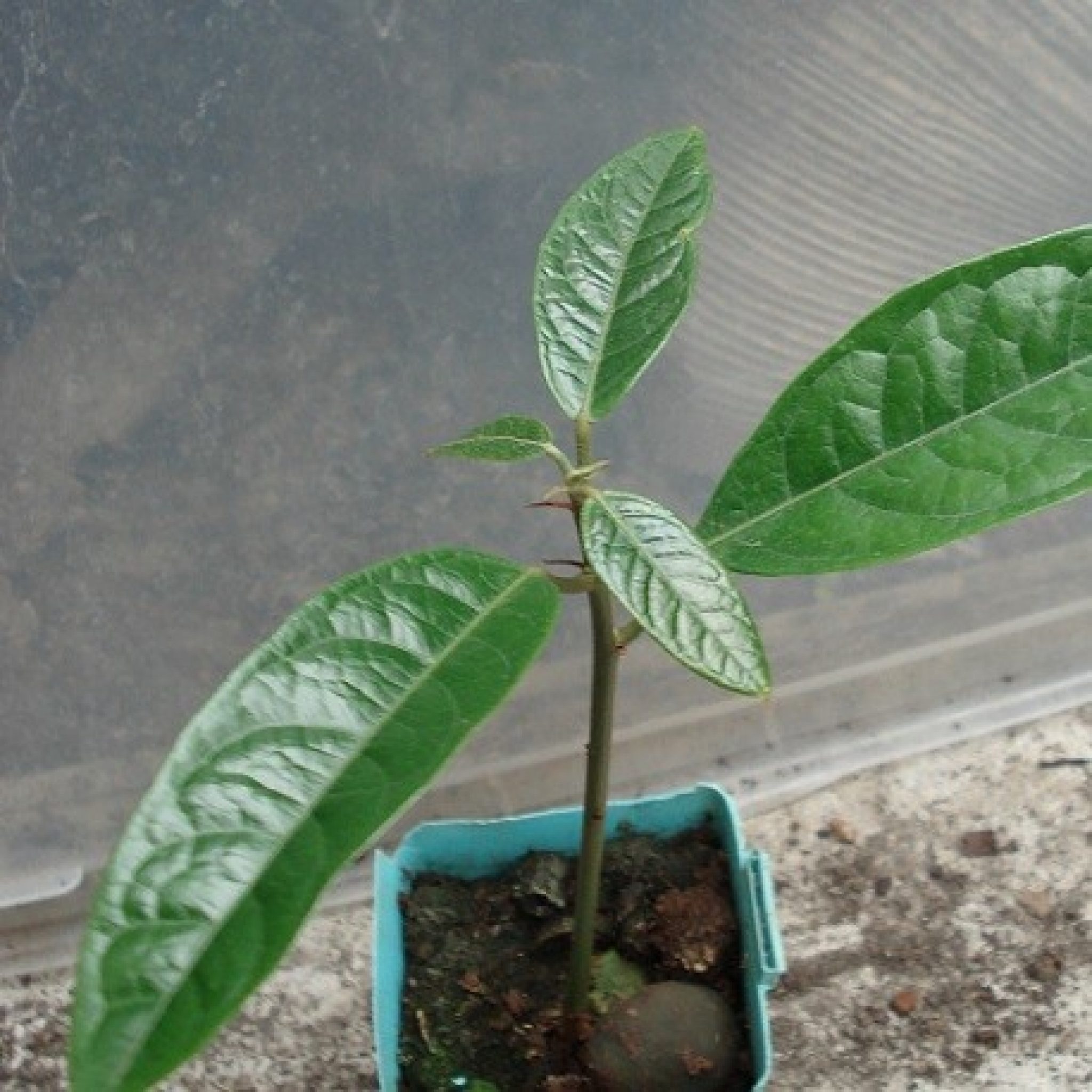 Kola Seedlings Nigeria