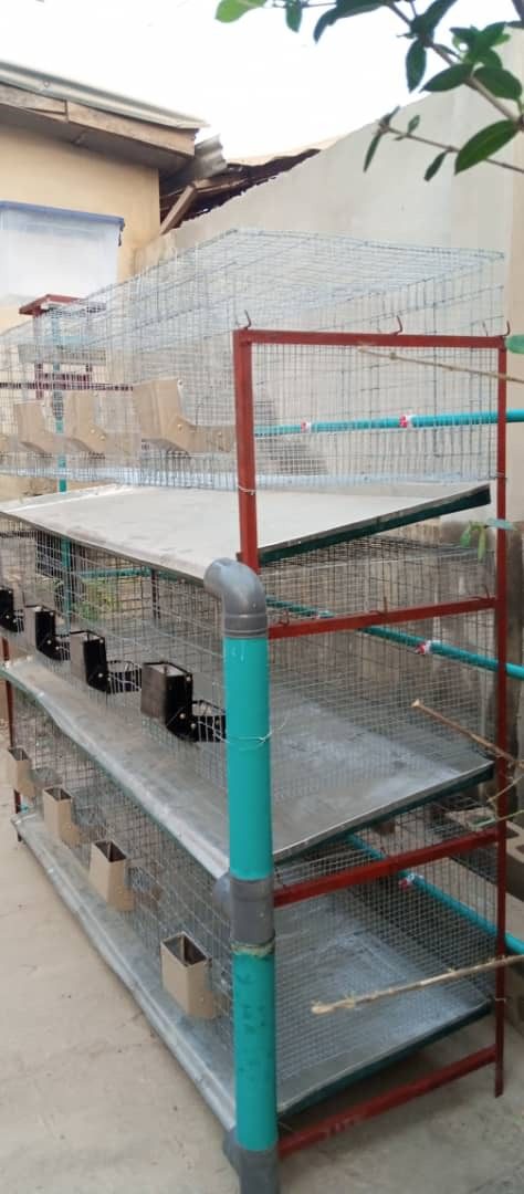 commercial rabbit housing